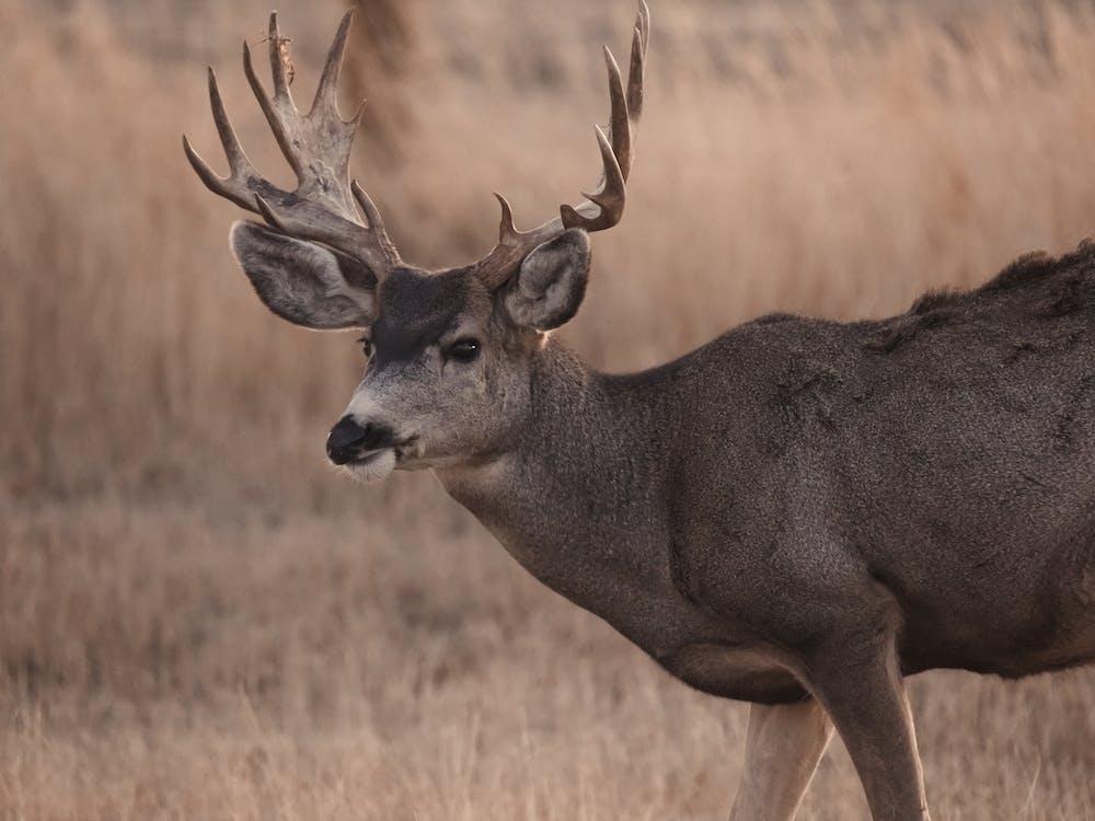Cerf en Rut