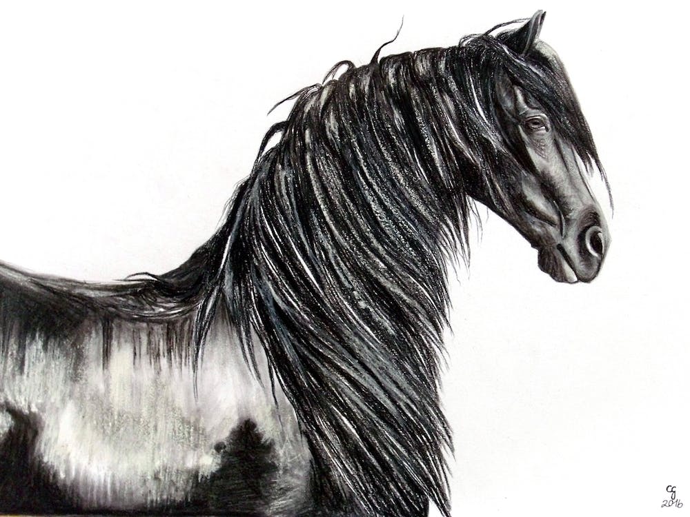Wietze | Étalon Frison
