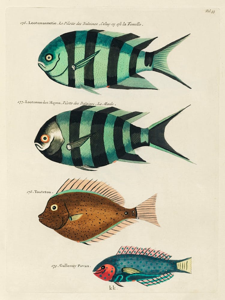 Colourful And Surreal Illustrations Of Fishes Found In Moluccas (Indonesia) And The East Indies By Louis Renard(78)