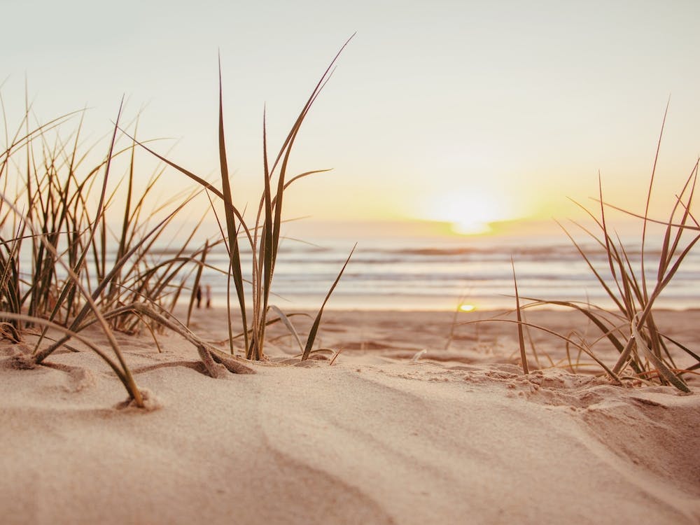 Sand Dune Grass