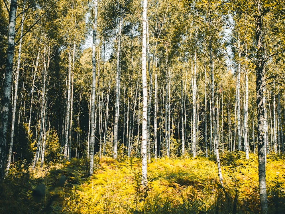 Birch Forest