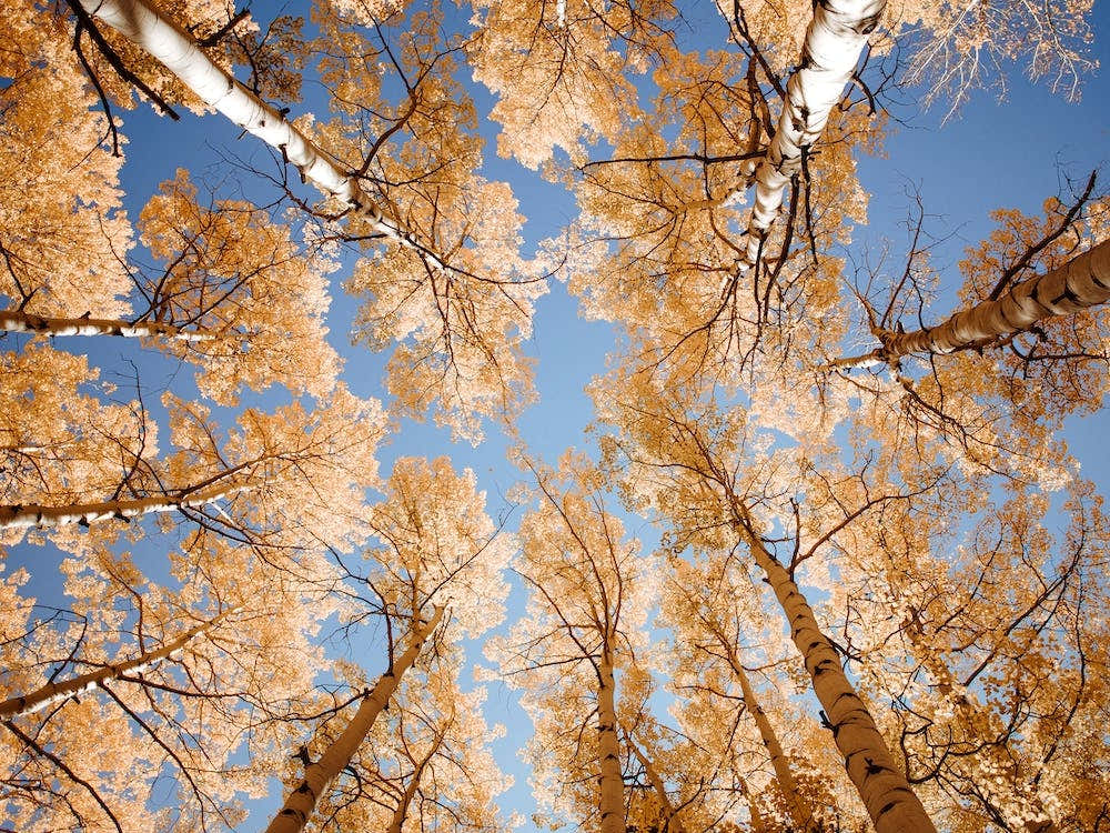 Colorado Aspens