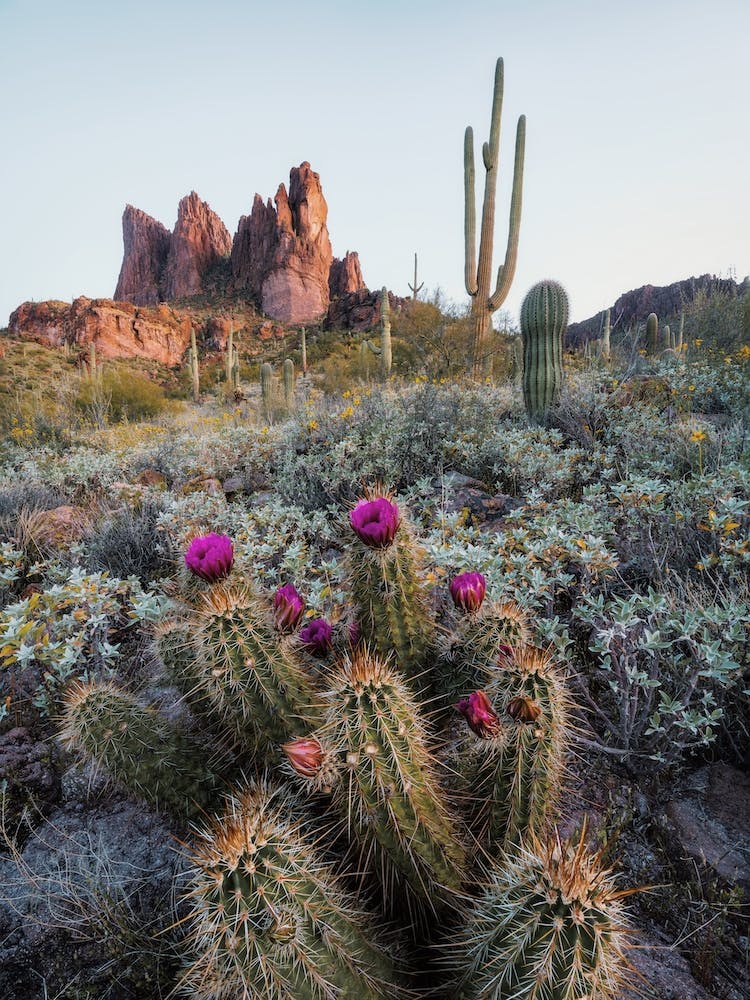 Fleurs de Cactus Violet Foncé