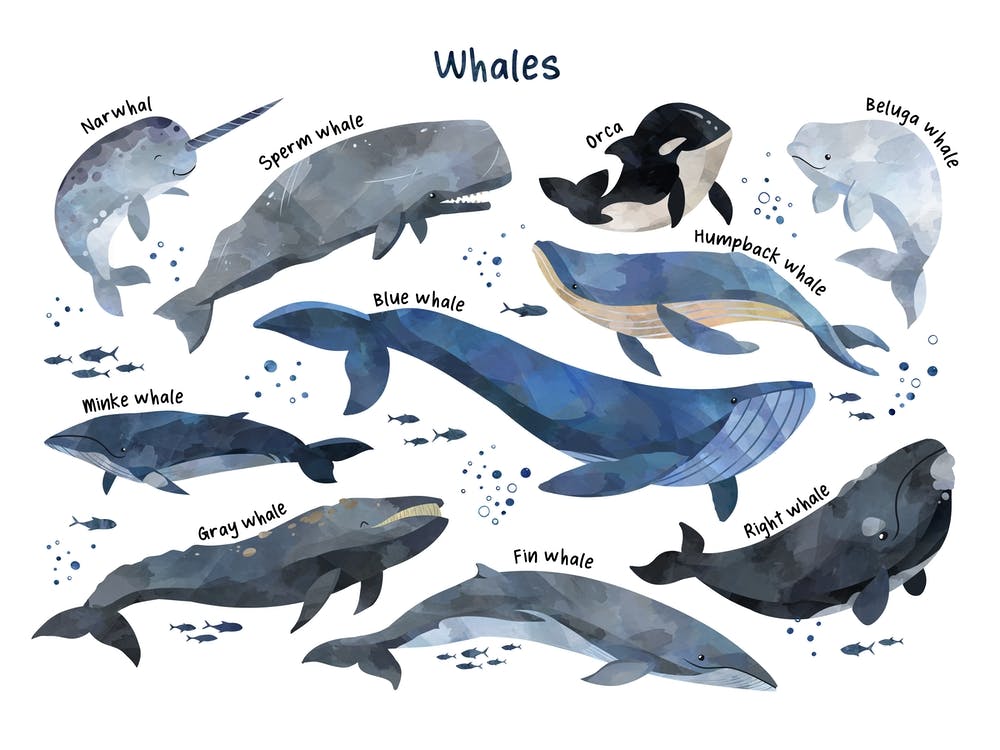 Watercolour Whales Horizontal