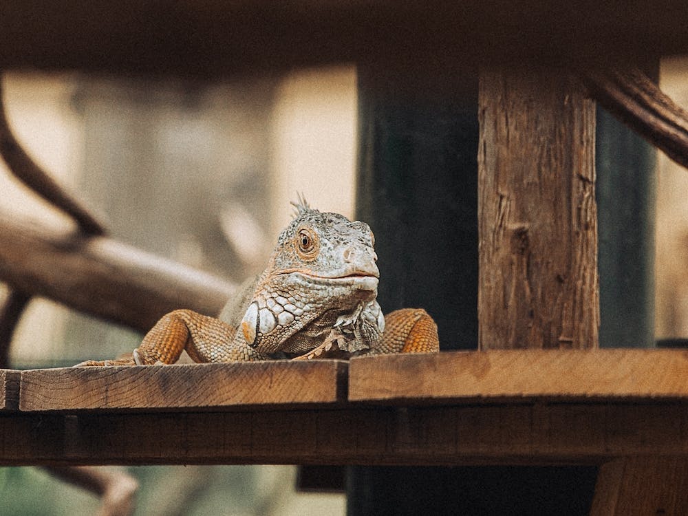 Iguana Sitting On Wooden Bench