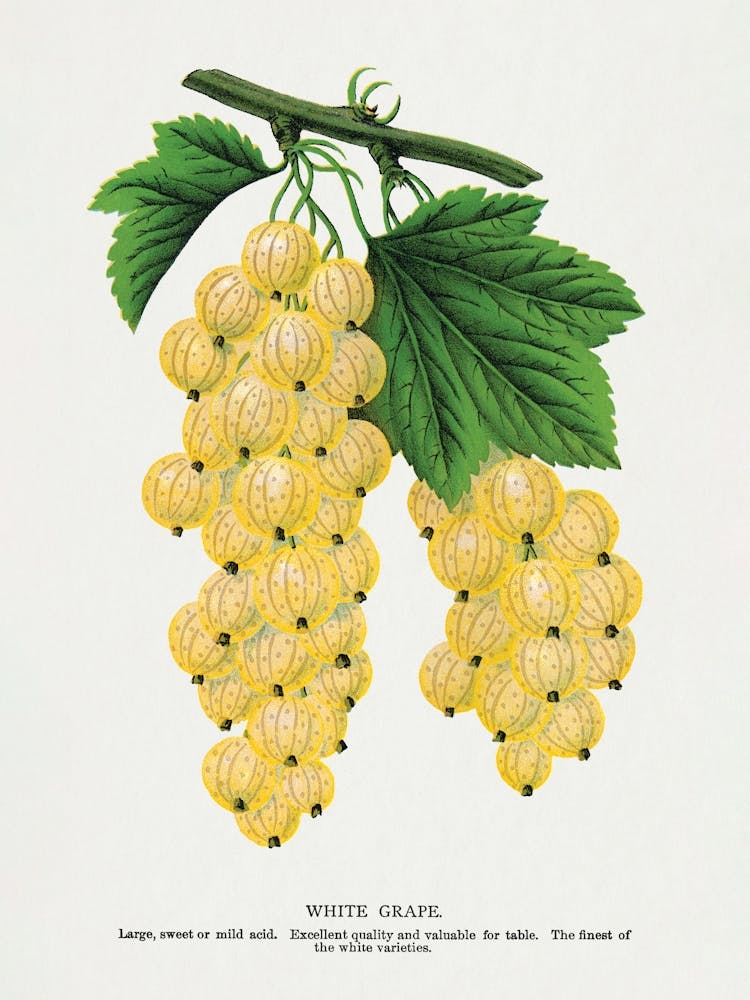 Vintage Botanical _2697913