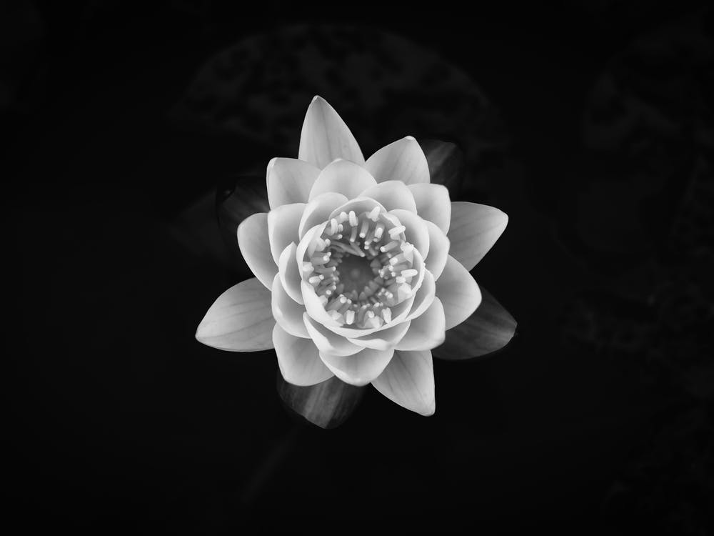 White Waterlily // Nature Photography