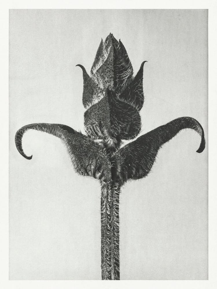 Brunella Grandiflora, Karl Blossfeldt