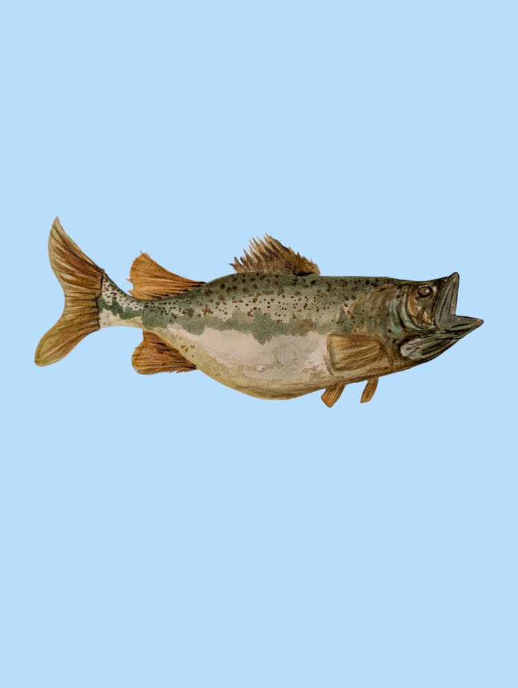 Illustration de Poisson Vert 1