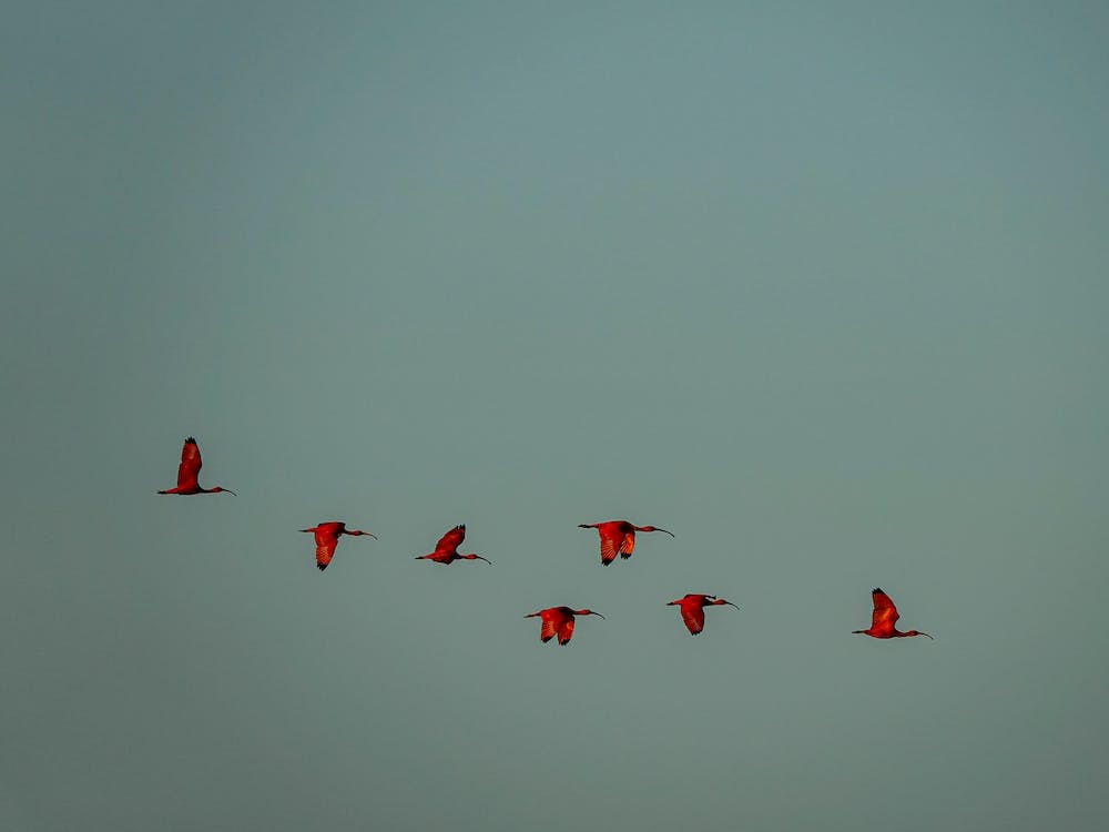 Red Birds In Flight, Scarlet Ibis, Piauí, Brazil