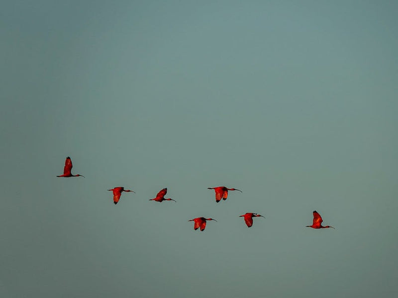 Red Birds In Flight, Scarlet Ibis, Piauí, Brazil