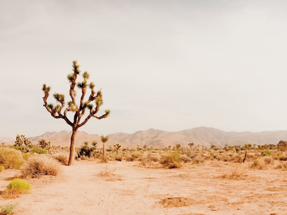 One Joshua Tree