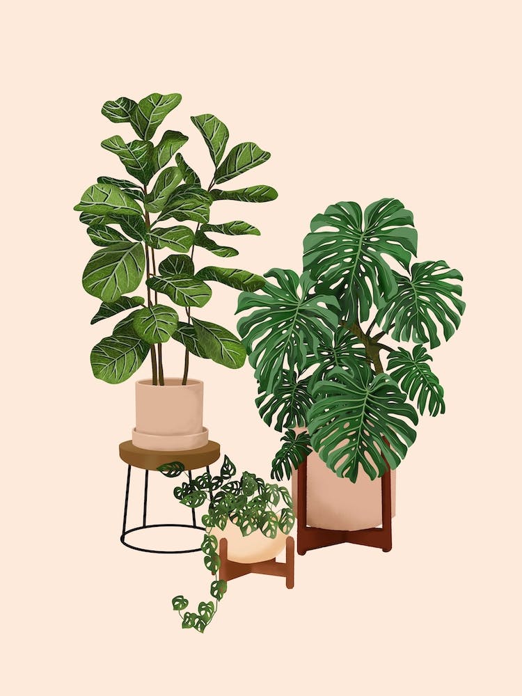 House Plants 17