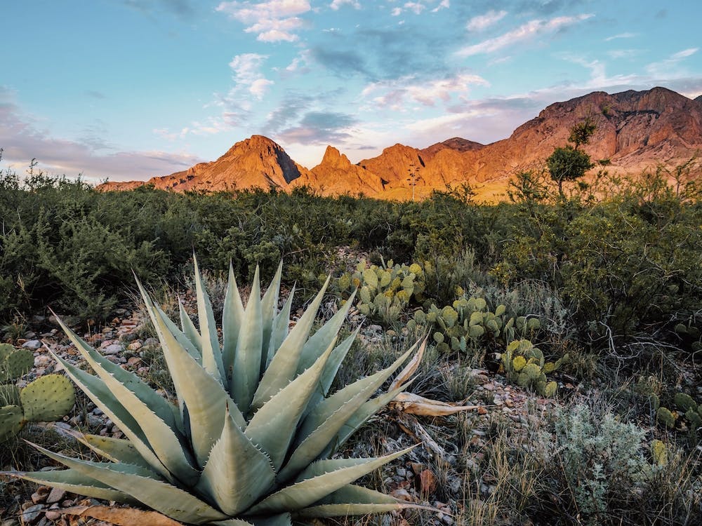 Wild Agave Plant