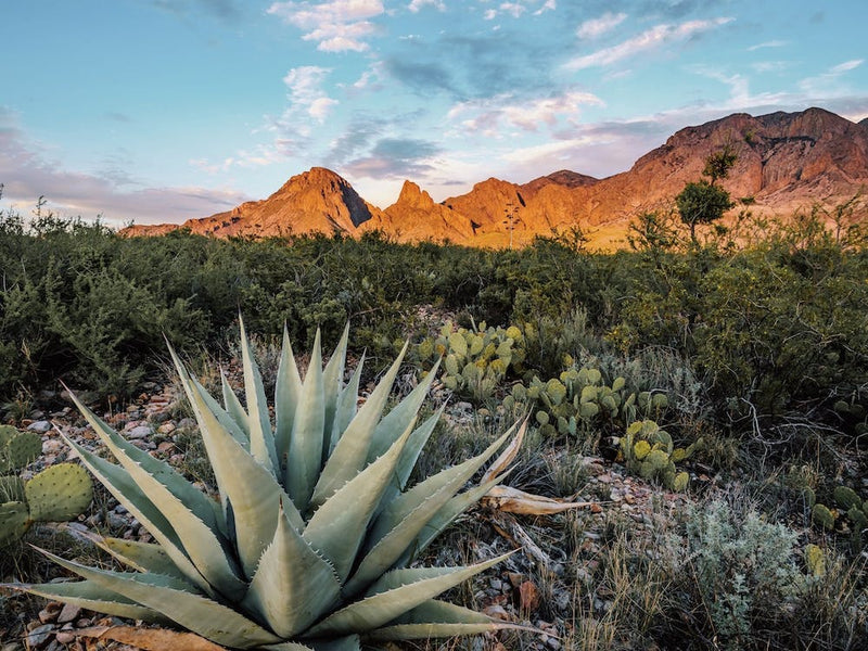 Wild Agave Plant