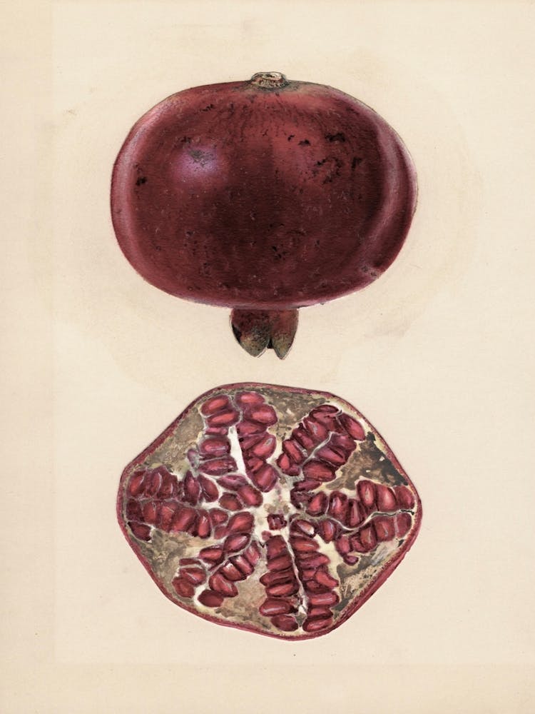 Pomegranate 2