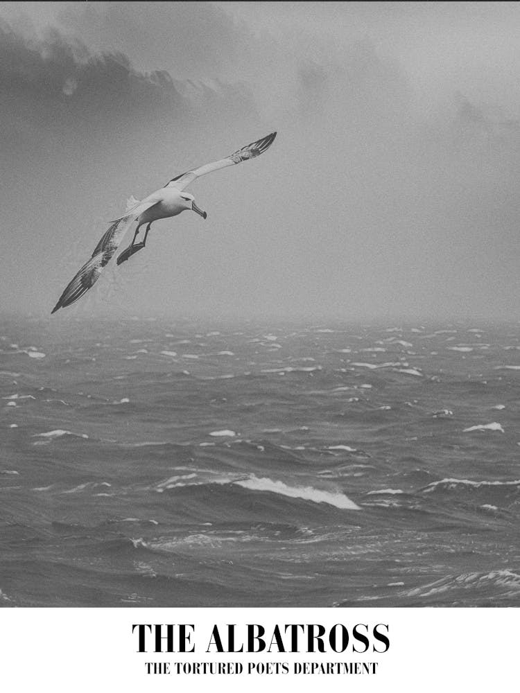 Taylor Swift The Albatross Ttpd Swifie Merch Black And White