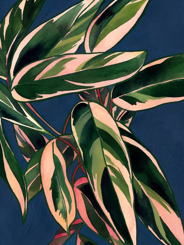Calathea Stromanthe Triostar