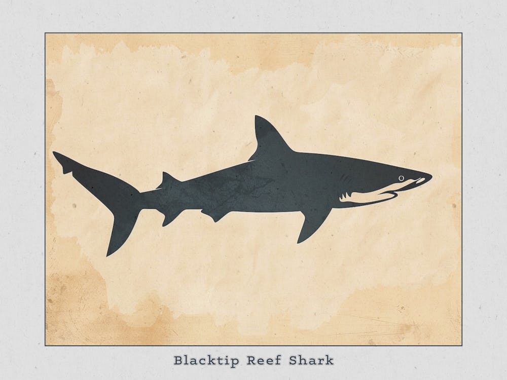 Blacktip Reef Shark Silhouette 2 Poster
