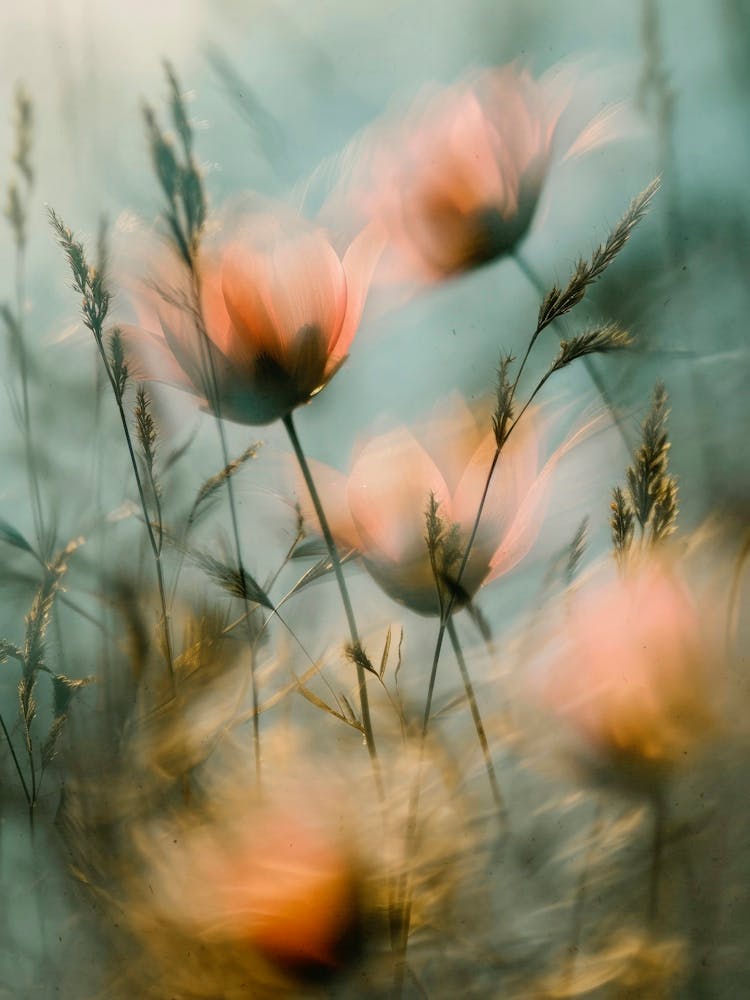 Floral Fusion No 6