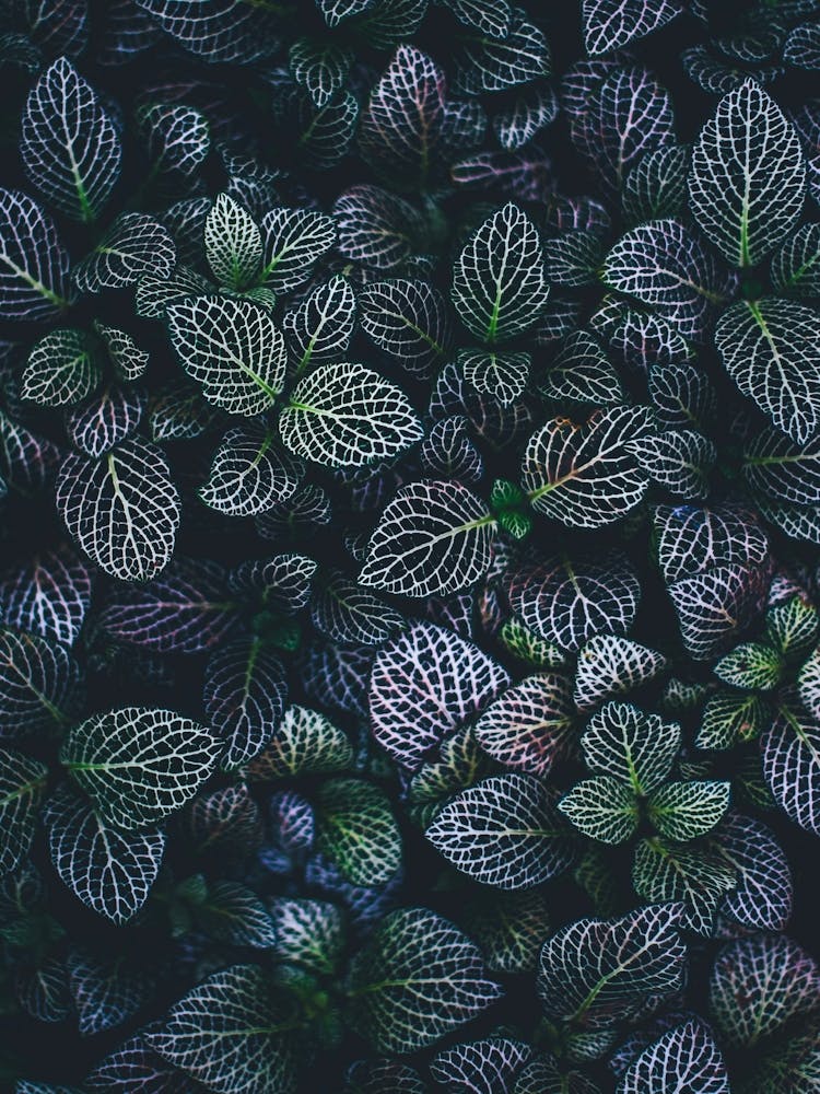 Abstract Purple & Green Plant Leaves Close Up