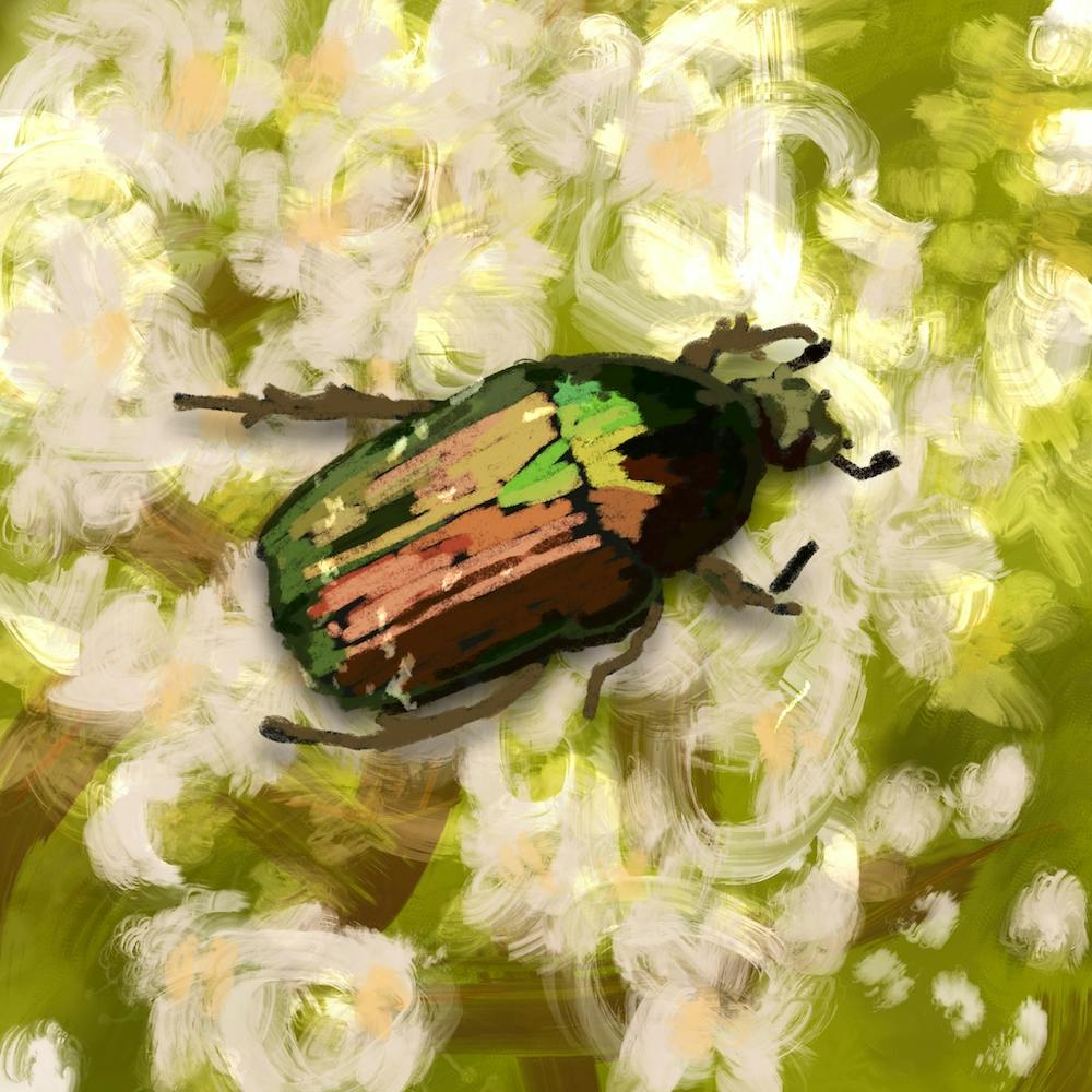 Shiny Bug