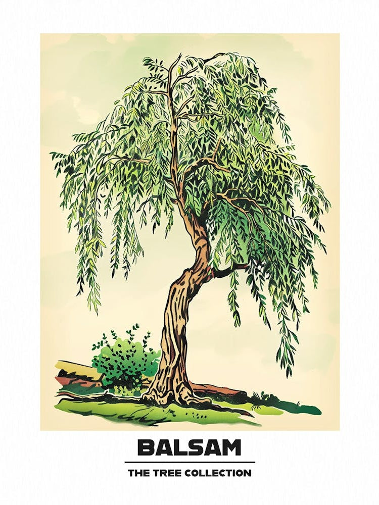 Balsam Tree Storybook Illustration 1 Poster