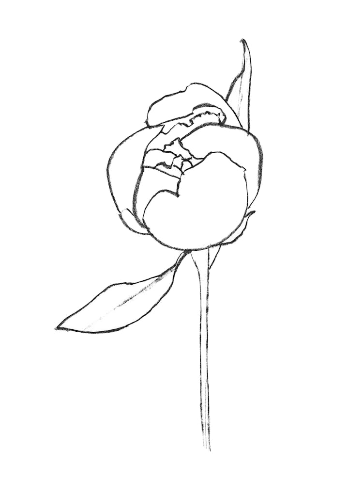 Peony Bud Line Drawing