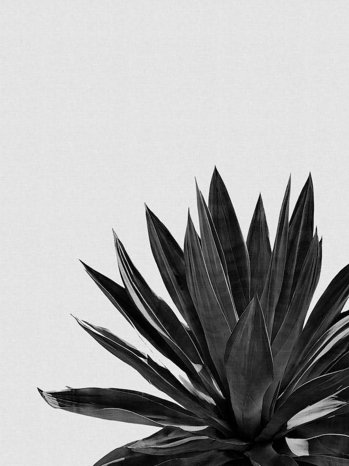 Agave Cactus Black & White