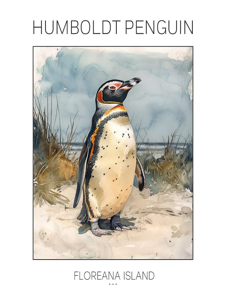 Humboldt Penguin Floreana Island Watercolour Painting 3 Poster