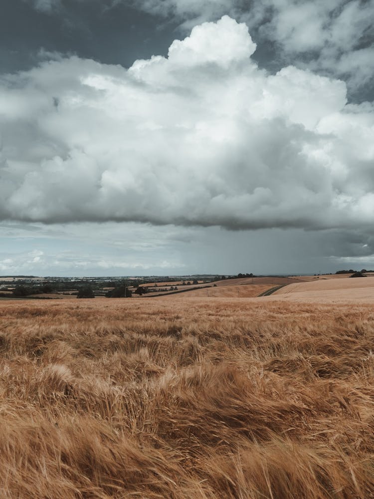 Cloudy Sky Over A Field