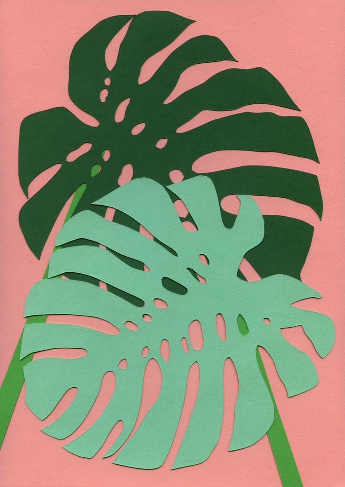 Monstera
