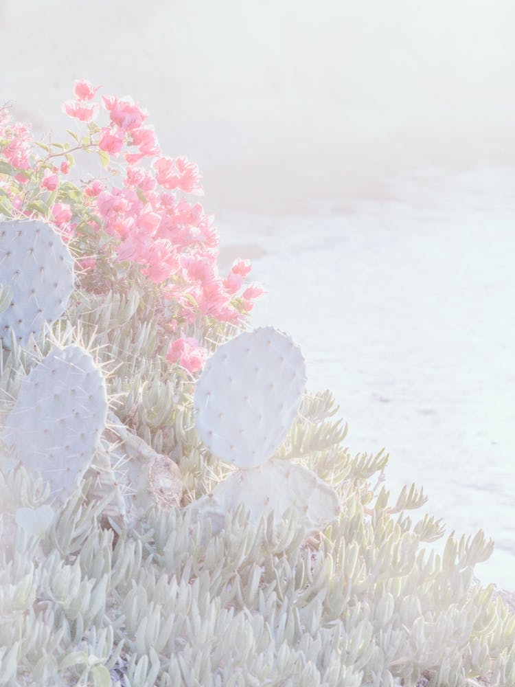 Muted Cactus By The Sea
