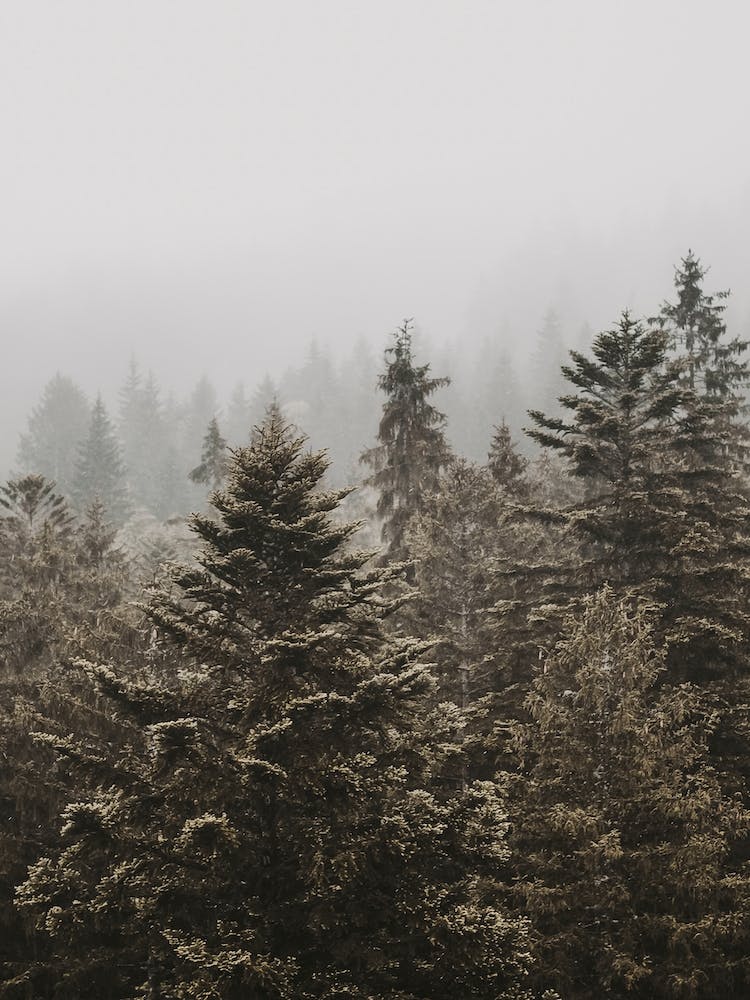 Green Pine Forest