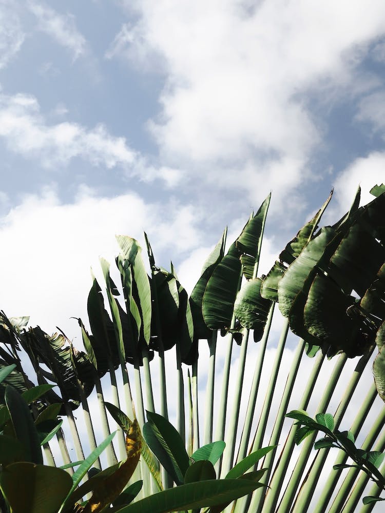 Tropical Green Plants On Blue Sky