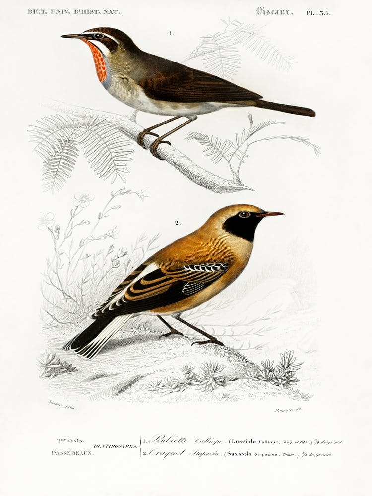 Different Types Of Birds, Charles Dessalines D'Orbigny 10