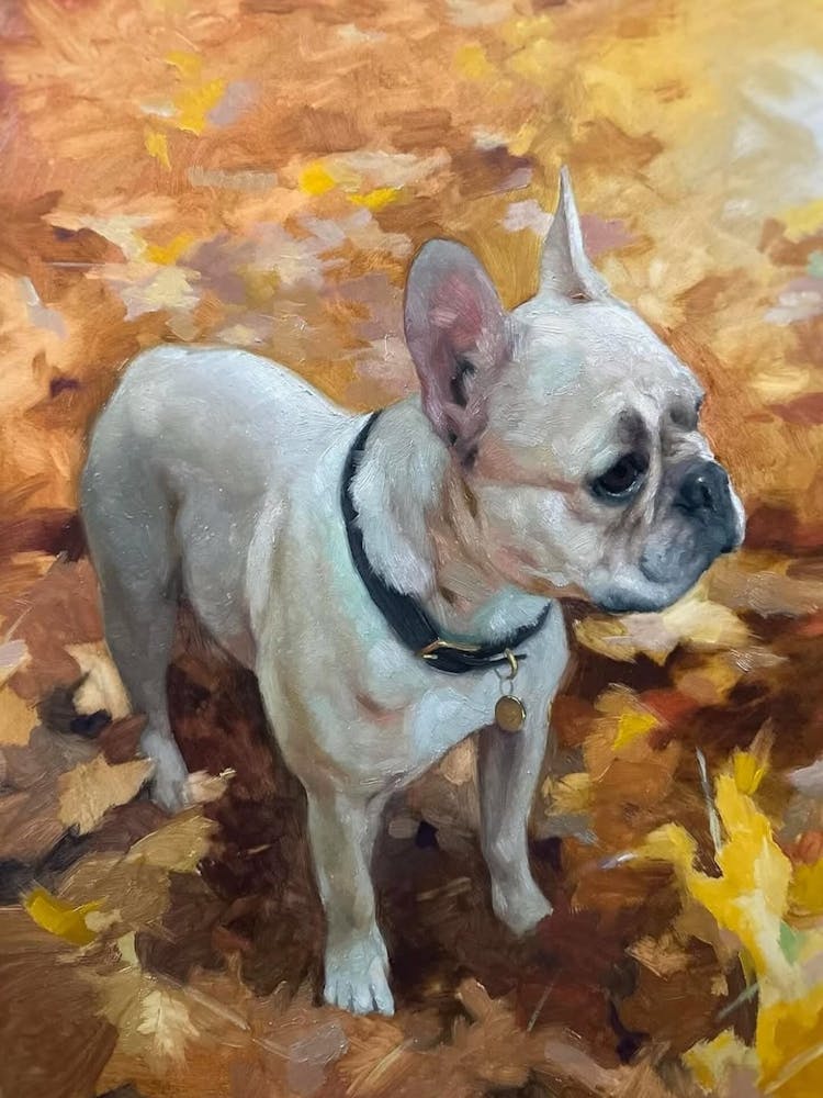 French Bulldog