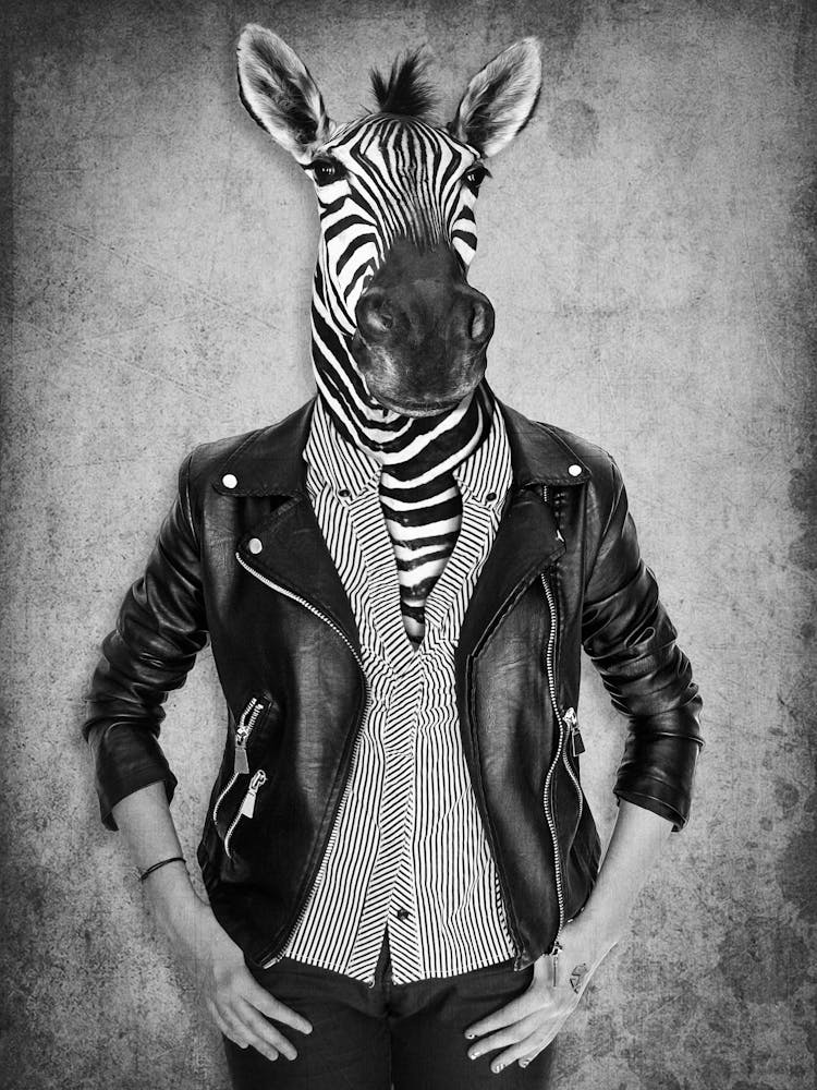 Zebra Portrait 1