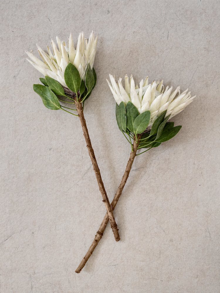 White King Protea Duo