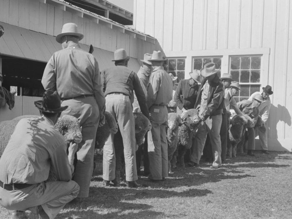 Lineup Of Ranchmen With Their Sheep Waiting For The Judging, San Angelo Fat Stock Show, San Angelo, Texas By