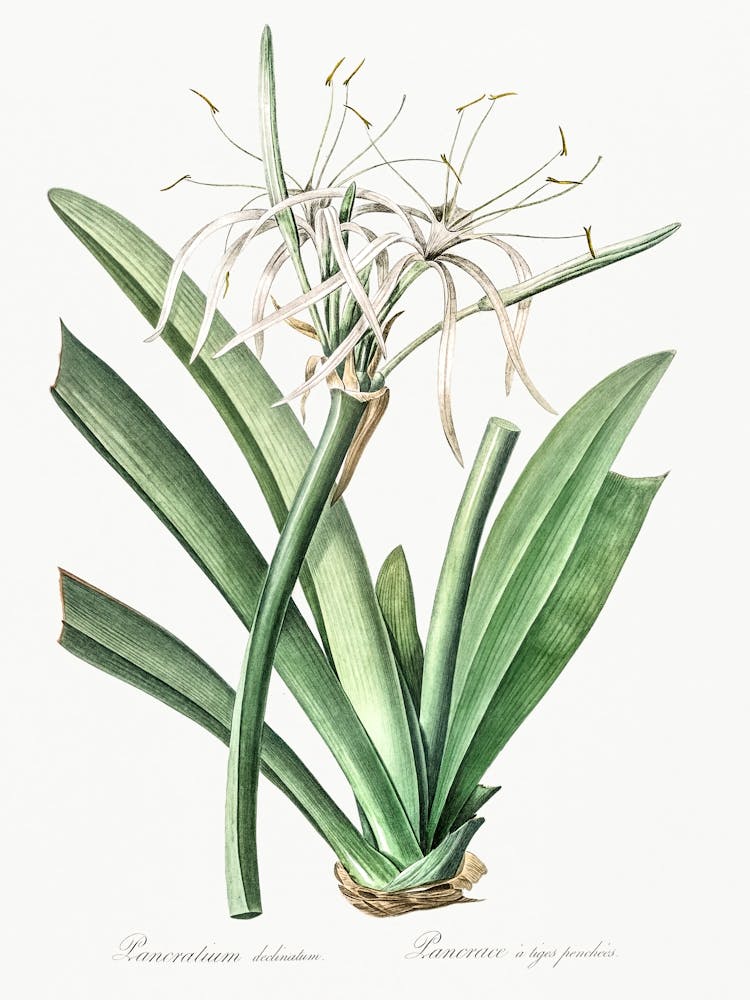 Caribbean Spider Lily Illustration From Les Liliacées (1805), Pierre Joseph Redoute 1
