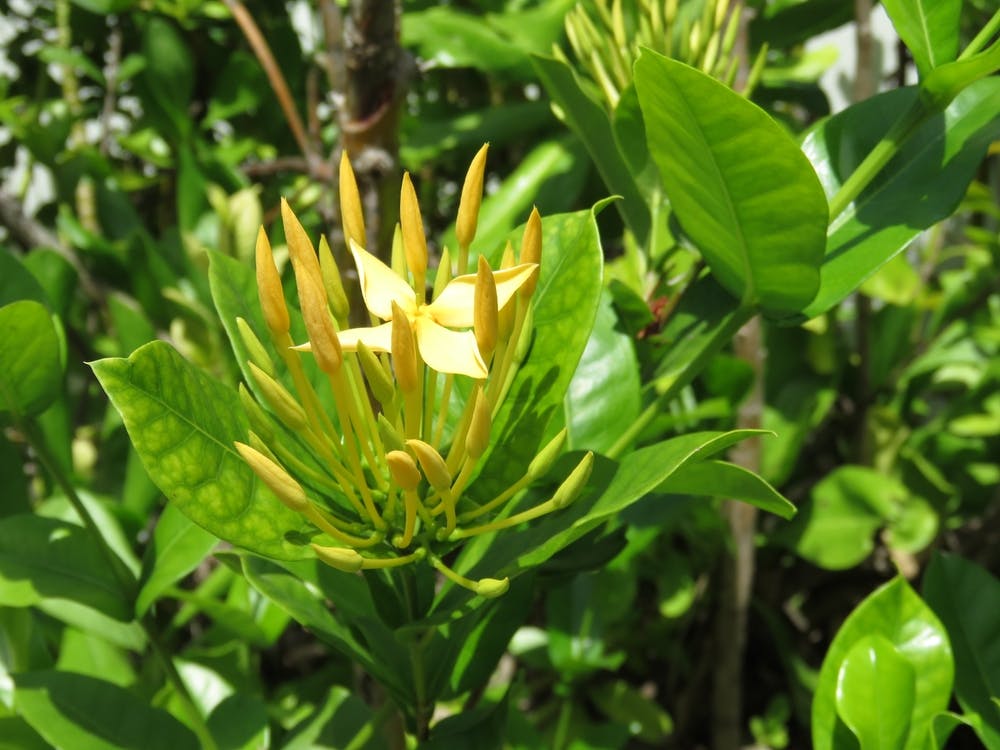 Tropical Yellow Flower 1