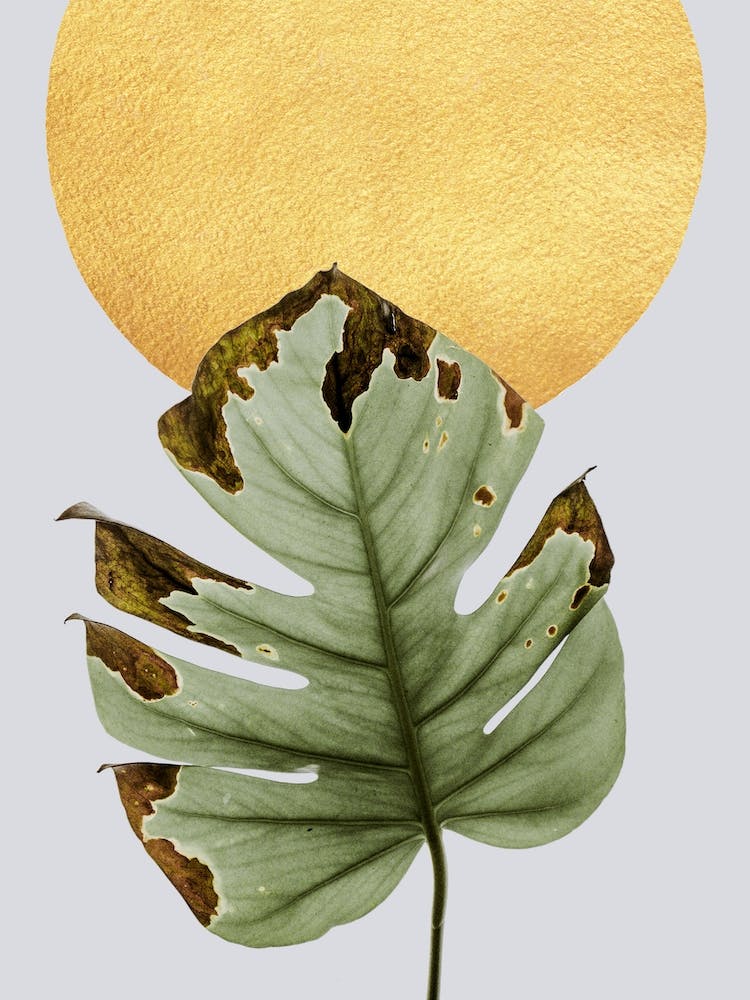 Dancing Leaf in the Sun