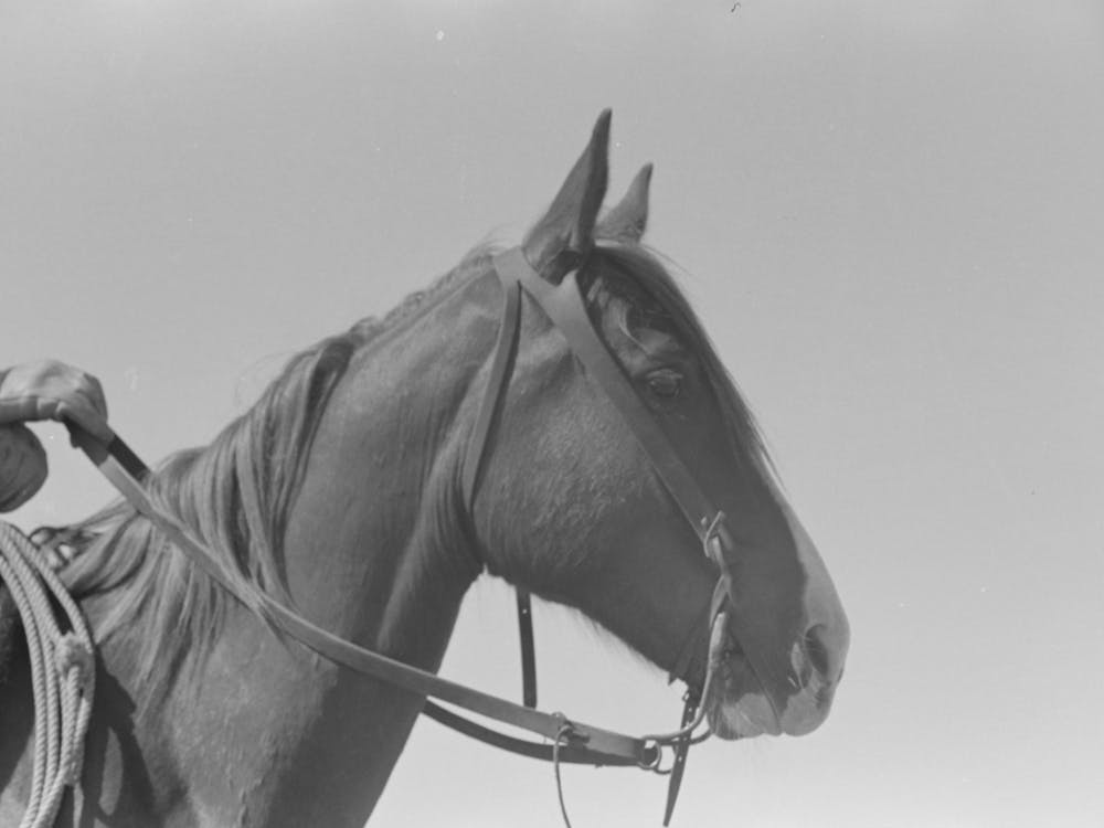 Horse S Head, Notice Cowboy Gloves, Cattle Ranch Near Spur, Texas By Russell Lee