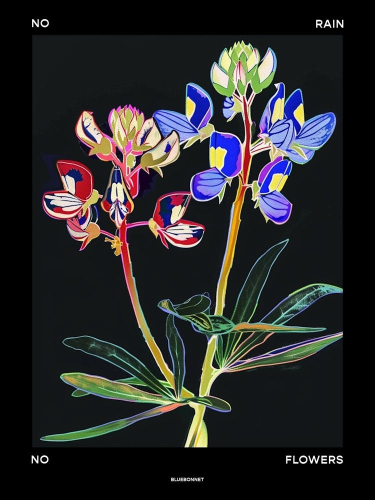 No Rain No Flowers Poster Bluebonnet 3