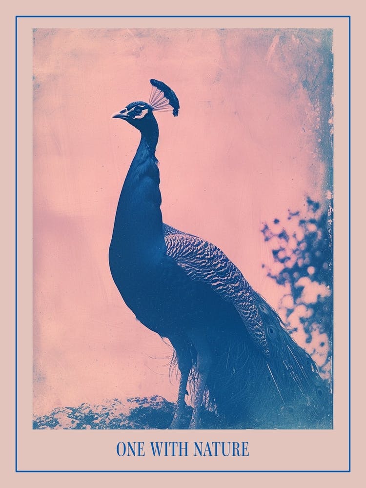 Peacock In The Wild Cyanotype Inspired 4 Poster