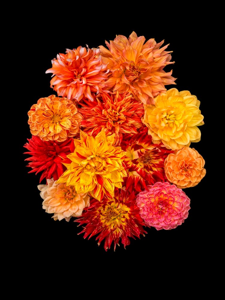 Dahlia Bouquet Orange