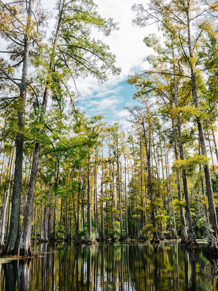Charleston Cypress Gardens