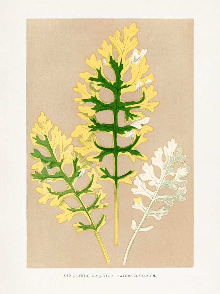 Vintage Botanical _2643228