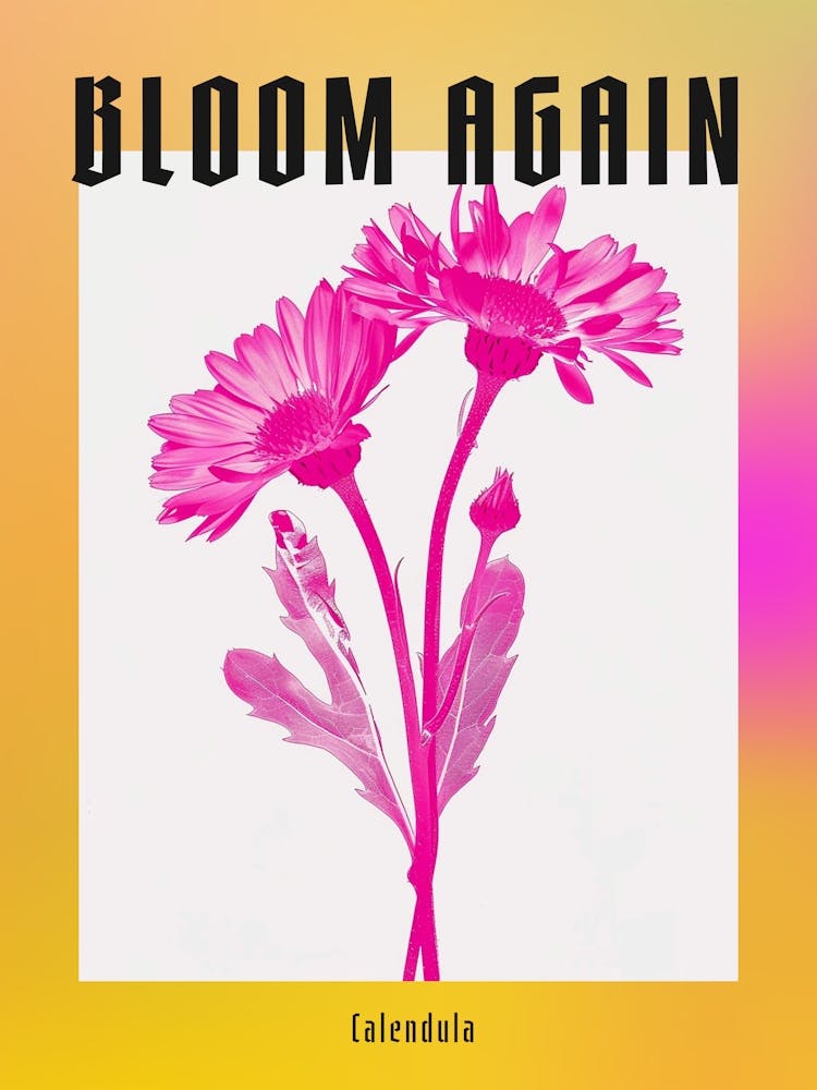 Hot Pink Calendula 1 Poster